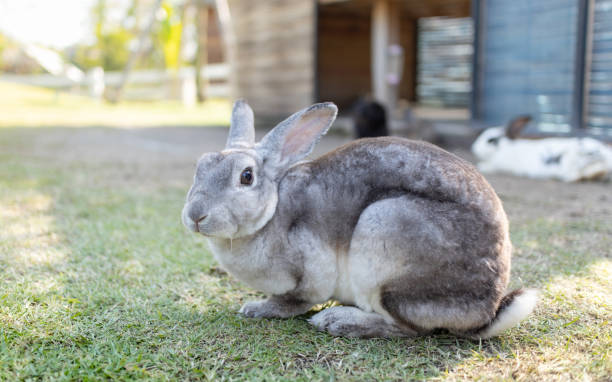 istock Grey cute rabbit sitting on the grass field 1192700737