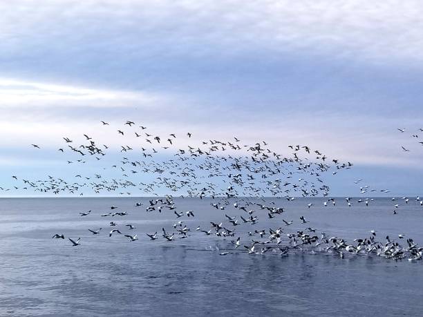 istock Flock of Canada Goose 1192702047