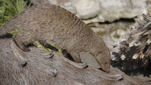 istock Banded mongoose (mungos mungo) resting in the sun 1192704246