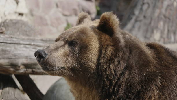 istock Brown bear (Ursus arctos) portrait on the hunt 1192704250