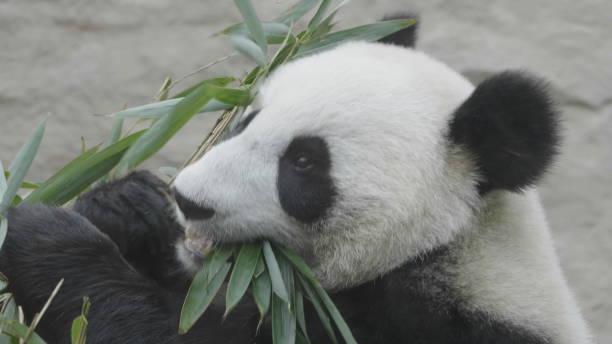 istock Panda goes on a background of green grass 1192704289