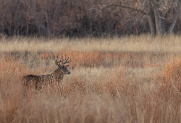 istock Whitetail Deer Buck in the Fall Rut 1192704734