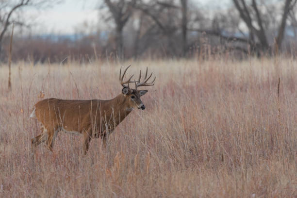 istock Whitetail Deer Buck in the Fall Rut 1192704755