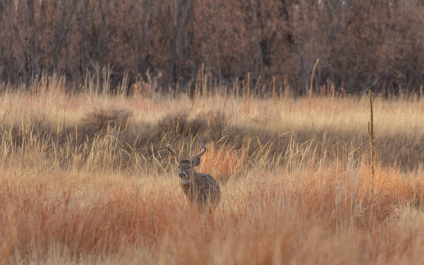 istock Whitetail Deer Buck in the Fall Rut 1192704806