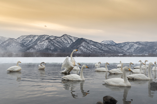 This wintery image of the wild swan was taken in partly frozen Lake Kussharo, Hokkaido, Japan