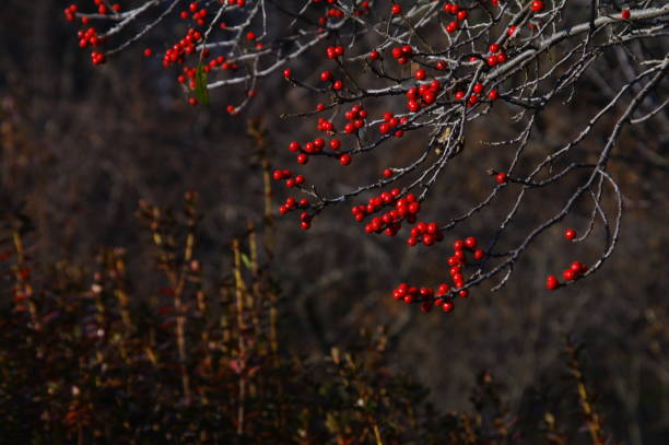 istock a bountiful fruit left as a winter food for birds. 1192705774