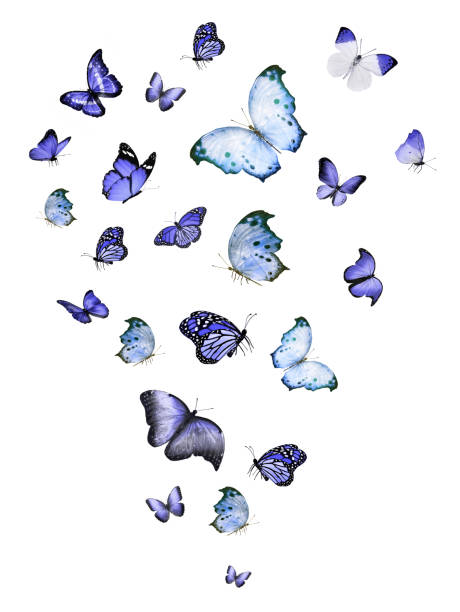 istock Flock of flying butterflies isolated on white 1192705883