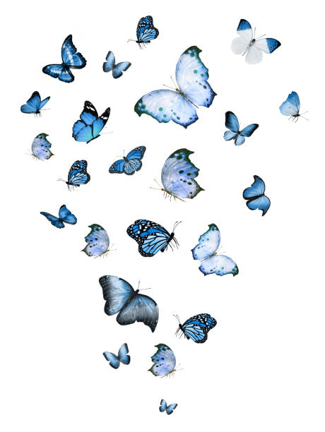 istock Flock of flying butterflies isolated on white 1192705885
