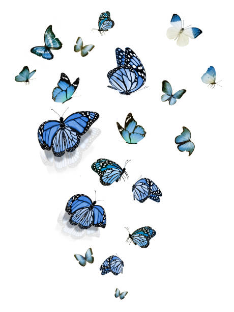 istock Flock of flying butterflies isolated on white 1192705896