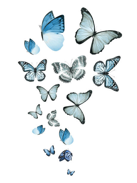 istock Flock of flying butterflies isolated on white 1192705924