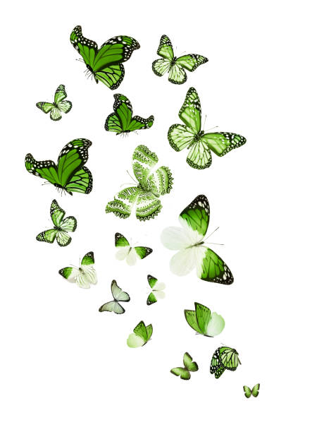 istock Flock of flying butterflies isolated on white 1192705946