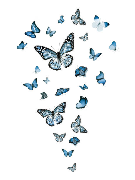 istock Flock of flying butterflies isolated on white 1192705954