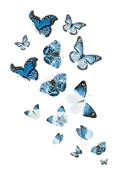 istock Flock of flying butterflies isolated on white 1192705965