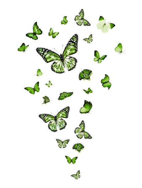 istock Flock of flying butterflies isolated on white 1192705970