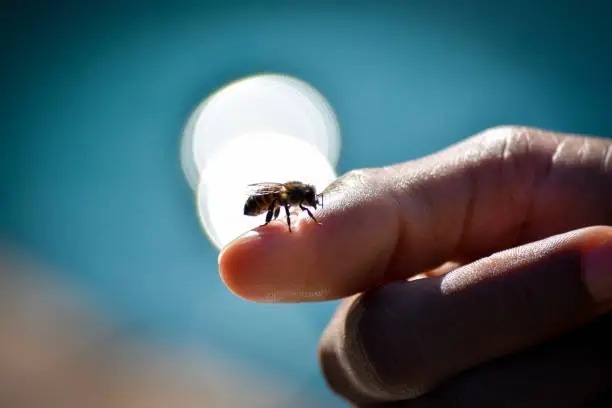 Photo of Bee on a thumb