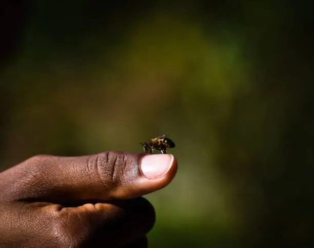 Photo of Bee walking on a thumb