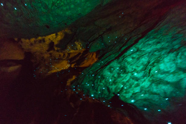 Glowworms in Waitomo Caves Glowworms in Waitomo Caves waitomo caves stock pictures, royalty-free photos & images