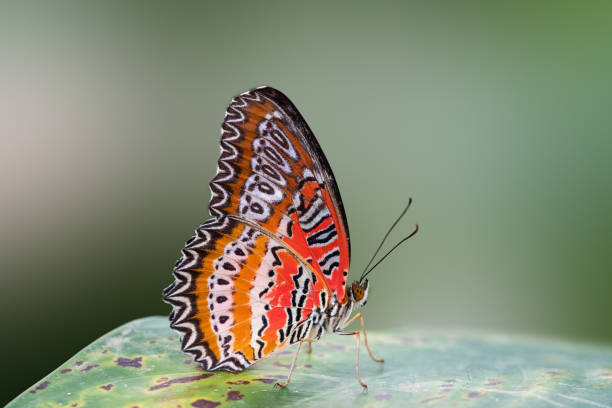 istock A wonderful orange and red butterfly - side view 1192707451