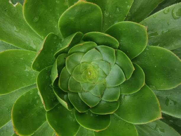 istock Kleinia neriifolia Verode of Canary Islands 1192707582