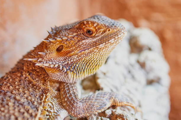 istock close up of a bearded dragon looking into camera 1192708485