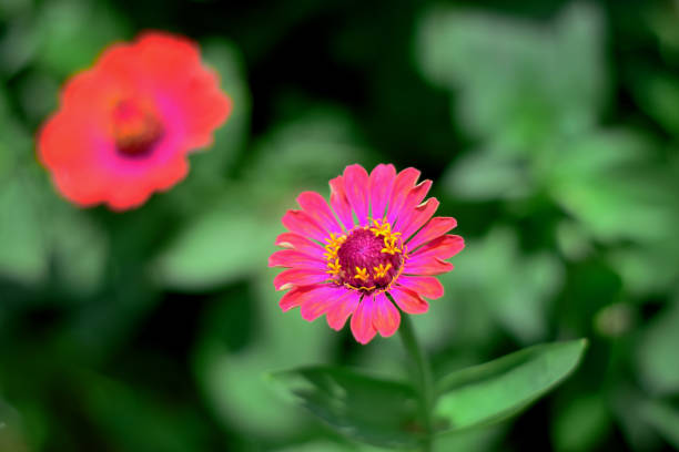 istock Beautiful Pink Daisies in a garden 1192709149