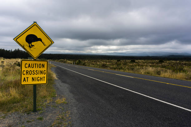 istock Caution Kiwi Crossing at Night 1192710525