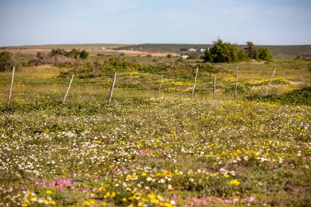 Photo of yellow flowers at the Western Cape, near Paternoster