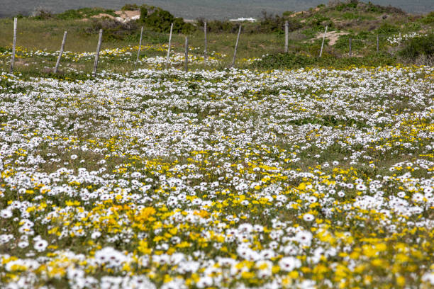 flores amarelas no cabo ocidental, perto de paternoster - panoramic landscape south africa cape town - fotografias e filmes do acervo