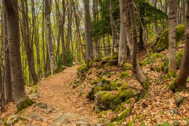 Photo of Forest on the hills of the Vitosha massif, Bulgaria.