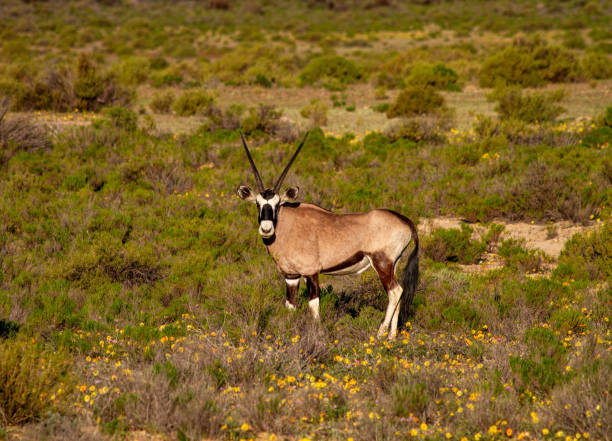 istock Oryx at the Cederberg Mountains, Western Cape 1192711877