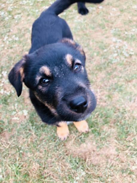 istock Amazing  mountain  puppy 1192713013