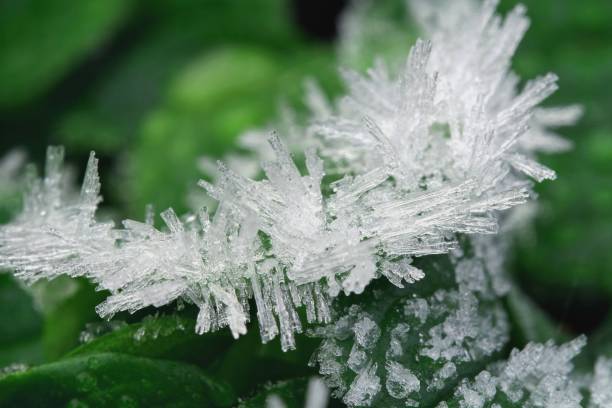 schneekristall auf maissalat, salatblatt. nahaufnahme von frosteiskristallen auf der pflanze - ice crystal winter nature ice stock-fotos und bilder