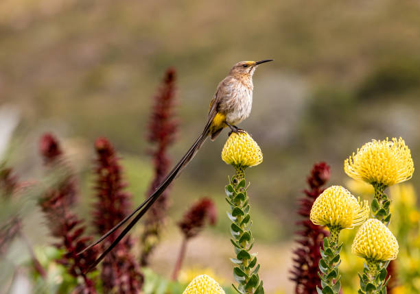 istock Cape Sugarbird at a yellow Protea 1192713872