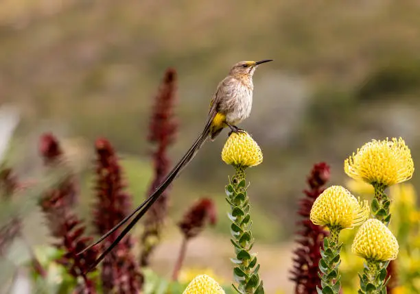 Cape Sugarbird at a yellow Protea