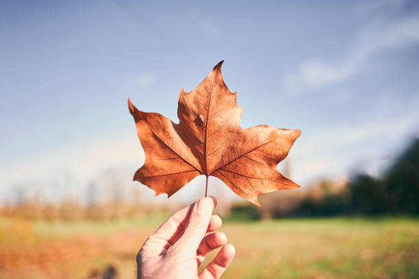 istock Man hand with an orange autumn leaf on a blurred countryside background 1192714113