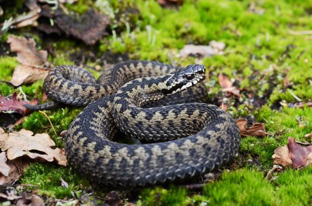 adder europeu comum (vipera berus) - víbora - fotografias e filmes do acervo