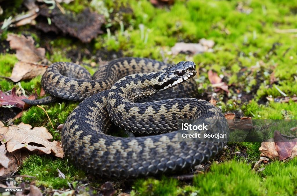 Общий европейский Аддер (Vipera berus) - Стоковые фото Гадюка роялти-фри Общий европейский Аддер (Vipera berus) - Стоковые фото Гадюка роялти-фри