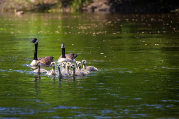 istock Canada goose and gosling in water. 1192717627