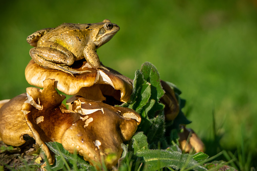 Common frog sat on a group of summer bolete mushrooms in the garden getting a nice view of its surroundings.