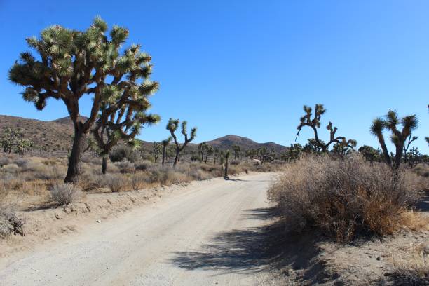 istock DESERT ROAD - LOST HORSE MINE - 110619 B 1192720808