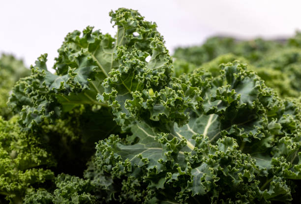 istock A healthy fresh curly kale 1192722778