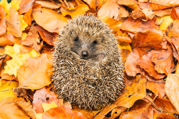 istock Hedgehog, young, wild, native hedgehog curled into a ball and facing forward in Autumn or fall.  Surrounded by colourful Autumn leaves. 1192724138