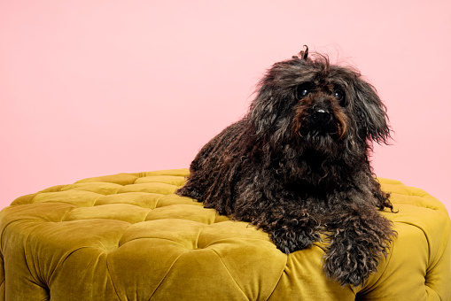 Studio portrait of a young dark coloured Hungarian Komondor sheepdog who is lying on a gold coloured pouffe against a pale pink background. Colour horizontal with some copy space.