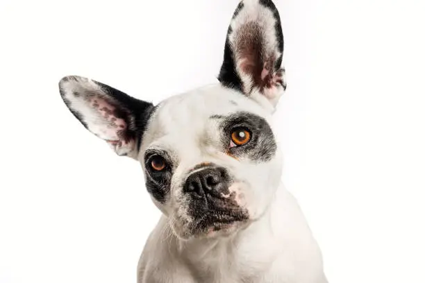 Photo of Portrait of French Bulldog against a white background.