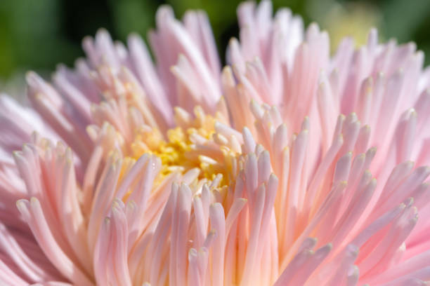 istock Aster flower large pink petals. 1192725554