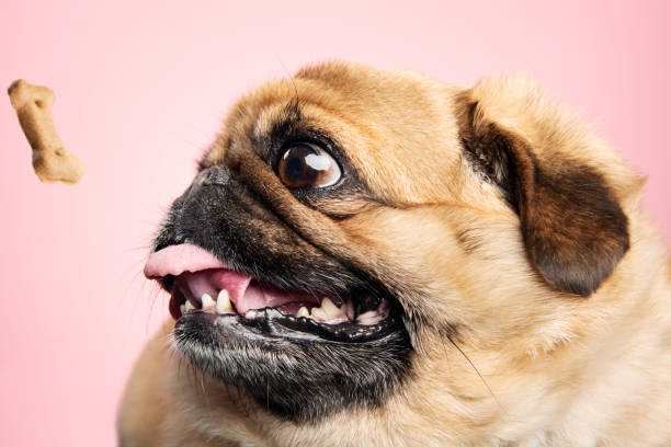istock Fat dog being teased with a biscuit. 1192725689