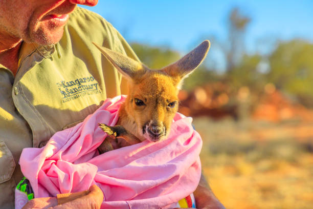 kangaroo sanctuary alice springs - kangaroo outback australia sunset stock-fotos und bilder