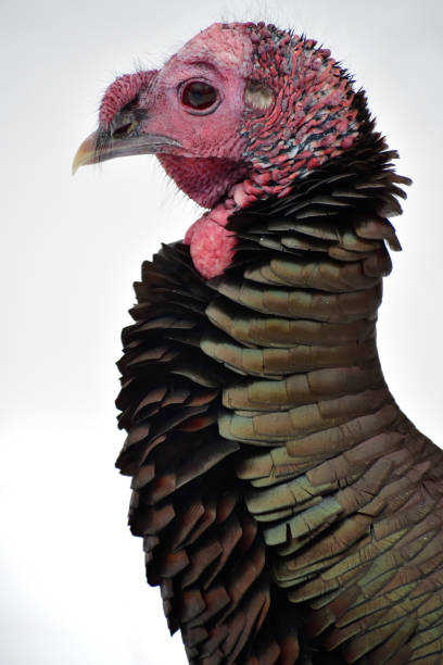 istock Wild turkey portrait against white background 1 1192727290
