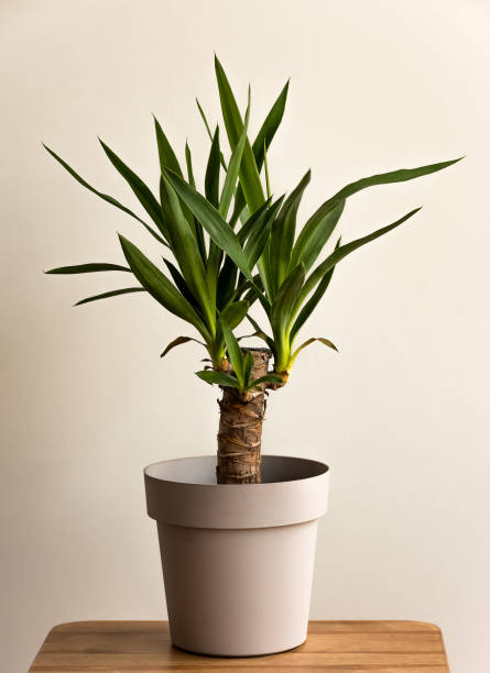 plante de canne de yucca dans un pot sur un fond blanc - yucca photos et images de collection