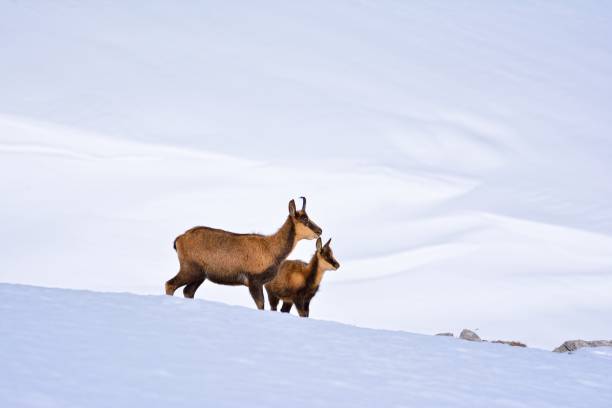 istock Chamois in the snow 1192729374